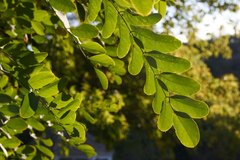 Free stock image of Leaves at sunset created by Secret Agency
