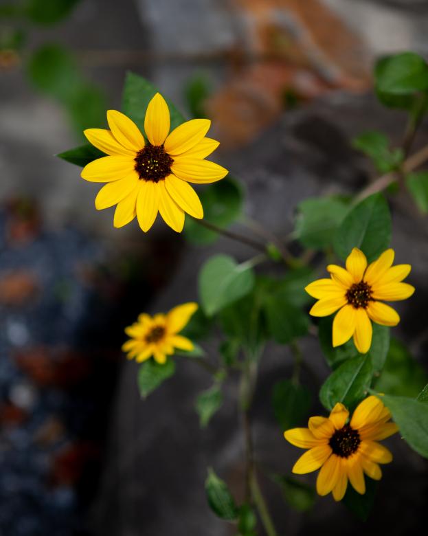 Free stock image of Daisy flowers created by Matt Bango