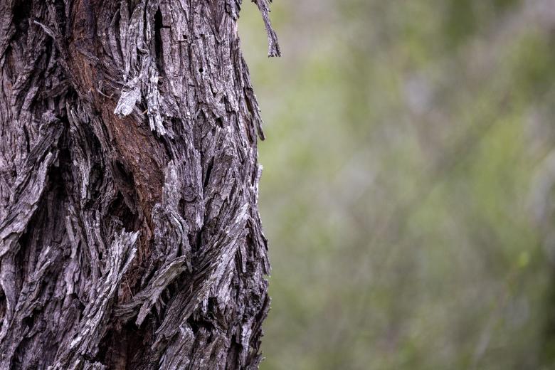 Free stock image of Tree bark created by Matt Bango