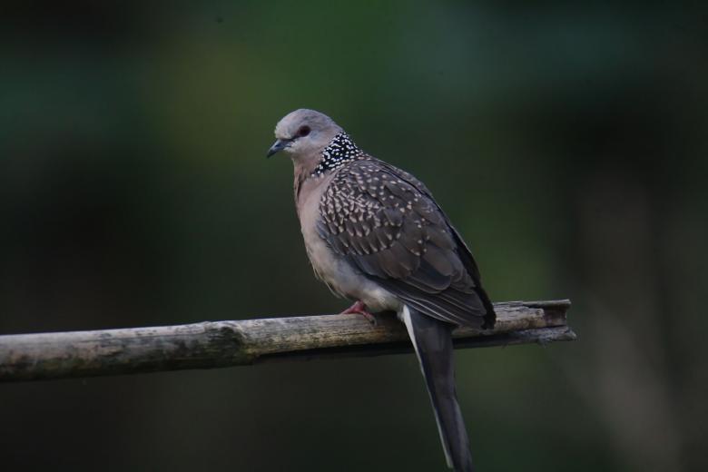 Free stock image of Spotted dove created by sylvester alphonso