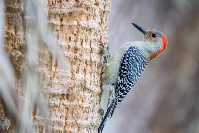 Free stock image of Woodpecker created by Matt Bango