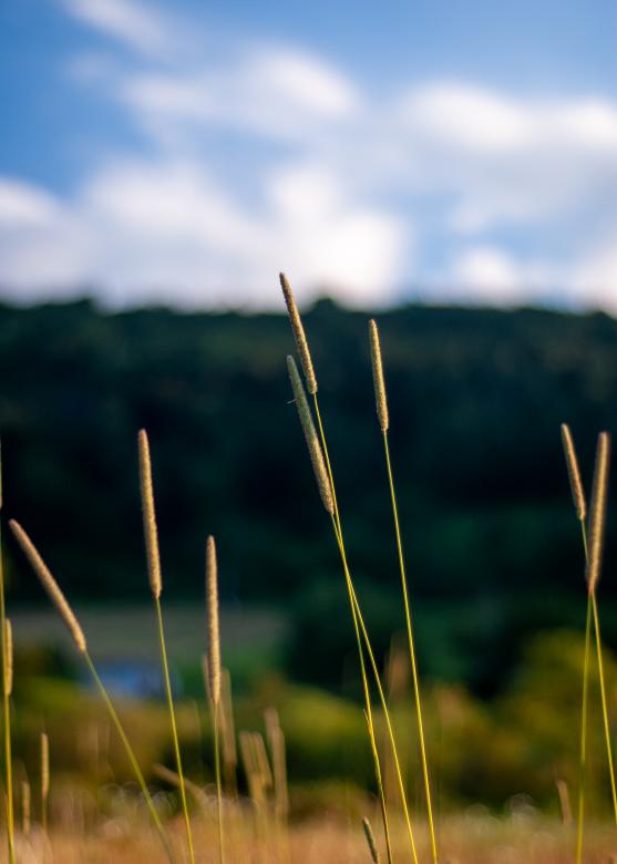 Free stock image of Tall grass created by Matt Bango