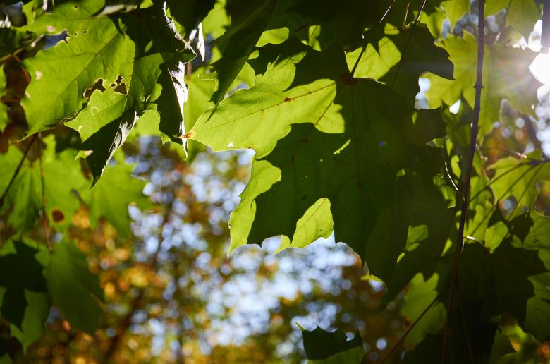 Free stock image of Sun Forest Nature created by Secret Agency