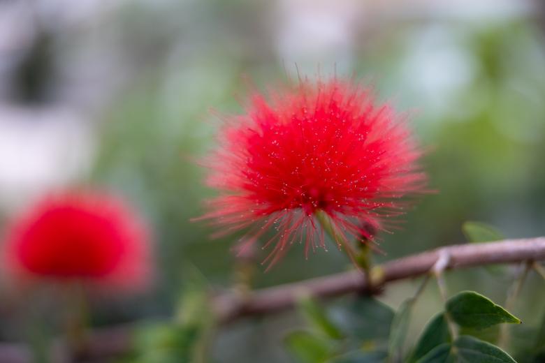 Free stock image of Red wildflower created by Matt Bango