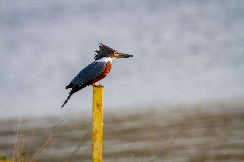 Free stock image of Kingfisher bird created by Matt Bango