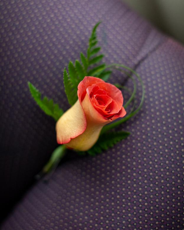 Free stock image of Single Rose created by Matt Bango