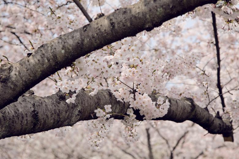 Free stock image of Cherry Blossoms in Korea created by Daria Chemeris