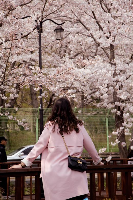 Free stock image of Cherry Blossoms created by Daria Chemeris