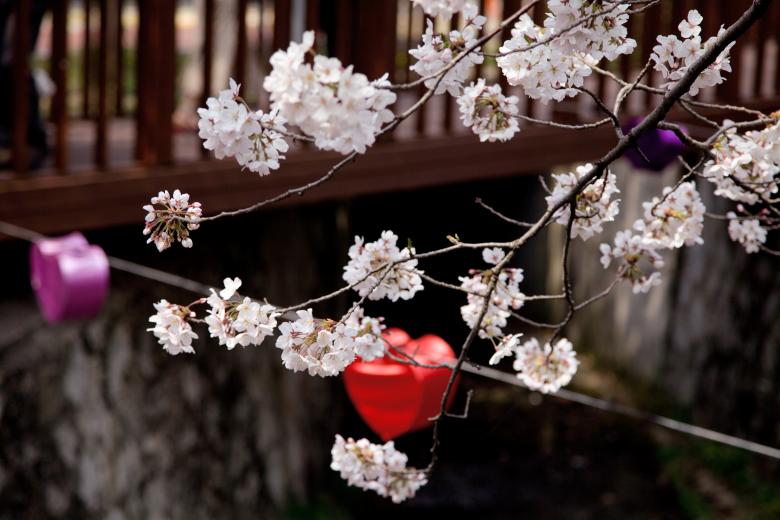 Free stock image of Cherry Blossoms in Korea created by Daria Chemeris