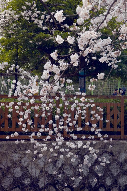 Free stock image of Cherry Blossoms in Korea created by Daria Chemeris