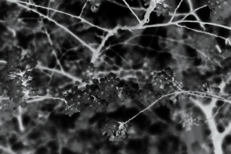 Free stock image of Infrared shot of cherry blossoms trees created by Daria Chemeris