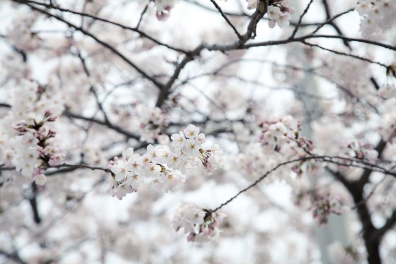 Free stock image of Cherry Blossoms created by Daria Chemeris