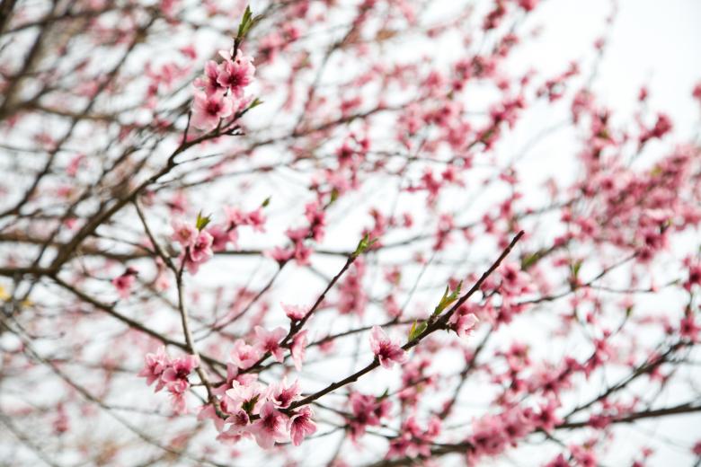 Free stock image of Cherry Blossoms  Background created by Daria Chemeris