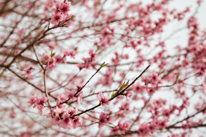 Free stock image of Cherry Blossoms created by Daria Chemeris