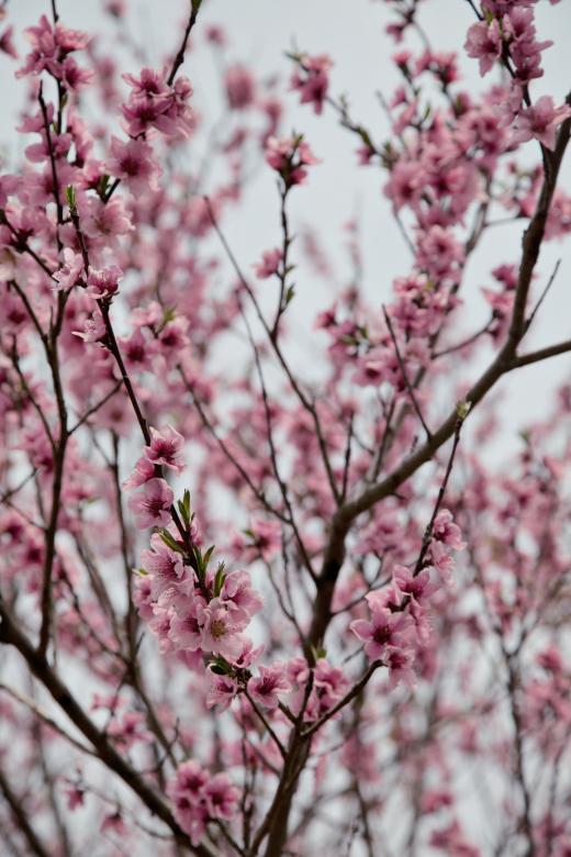 Free stock image of Cherry Blossoms created by Daria Chemeris