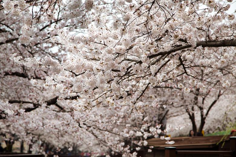 Free stock image of Cherry Blossoms in Korea created by Daria Chemeris