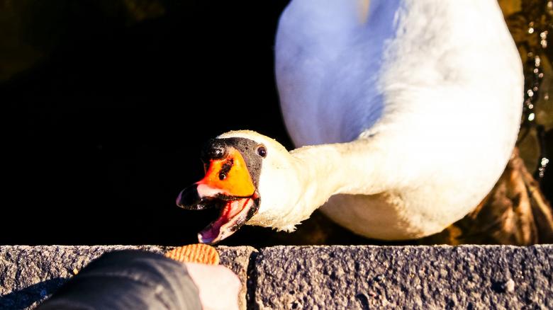 Free stock image of Duck created by Daria Chemeris