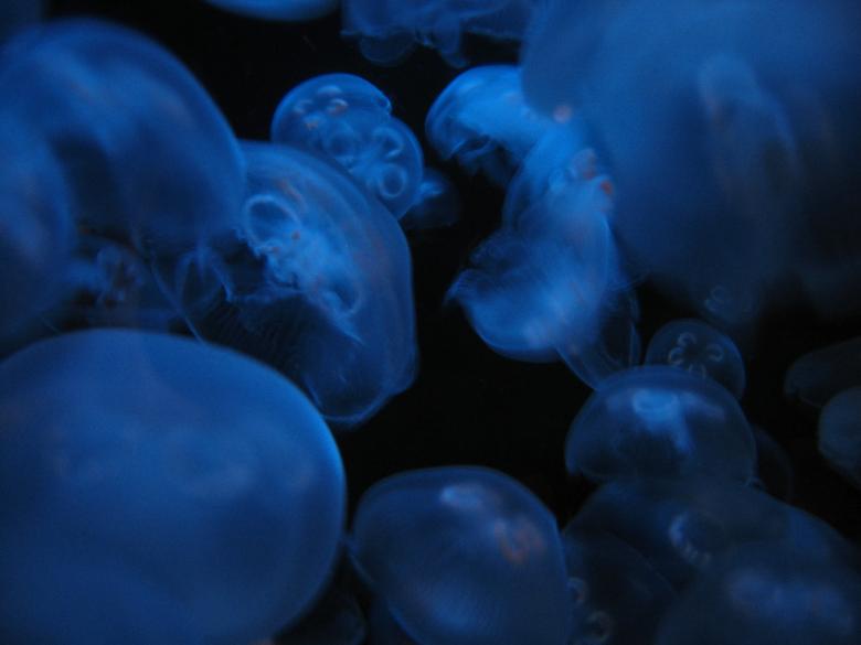 Free stock image of Jellyfish background created by Secret Agency