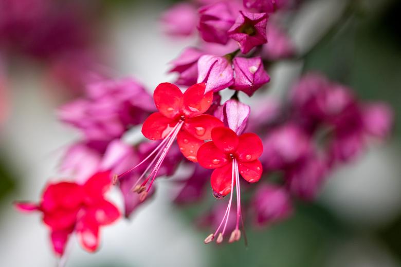 Free stock image of Wildflowers created by Matt Bango