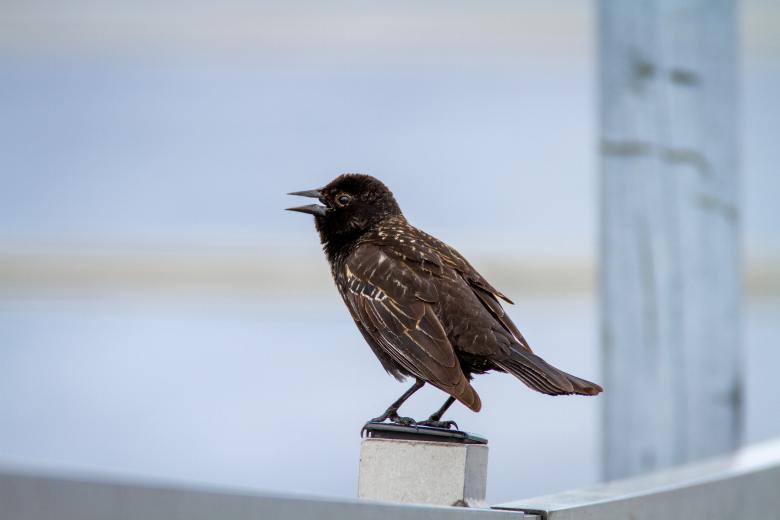 Free stock image of Perched bird created by Matt Bango