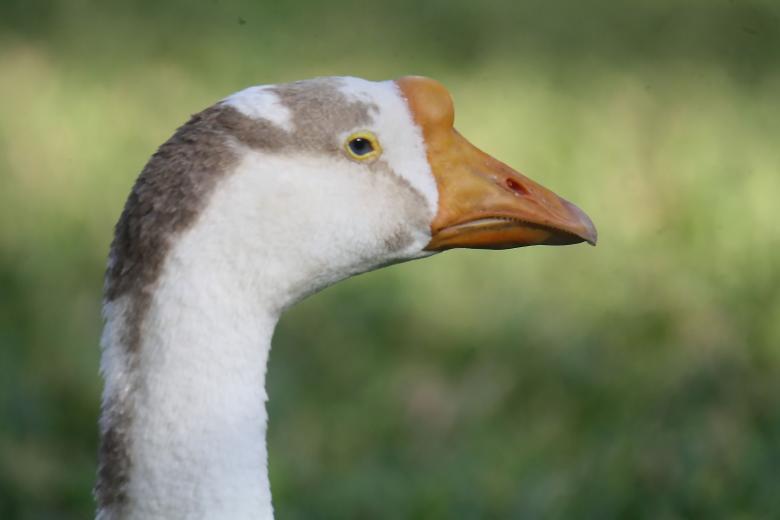 Free stock image of Goose created by sylvester alphonso
