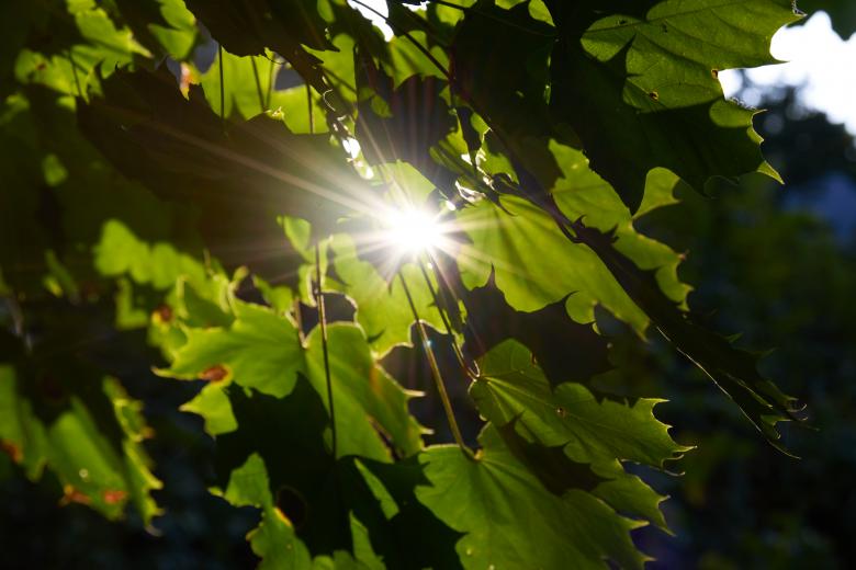 Free stock image of Sun through forest created by Secret Agency