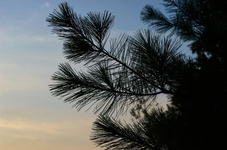 Free stock image of Pine tree silhouette created by Secret Agency