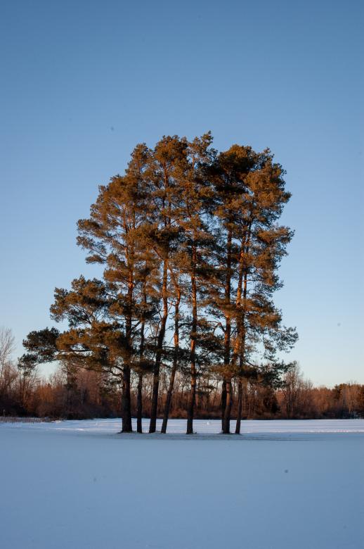Free stock image of Winter trees created by Matt Bango