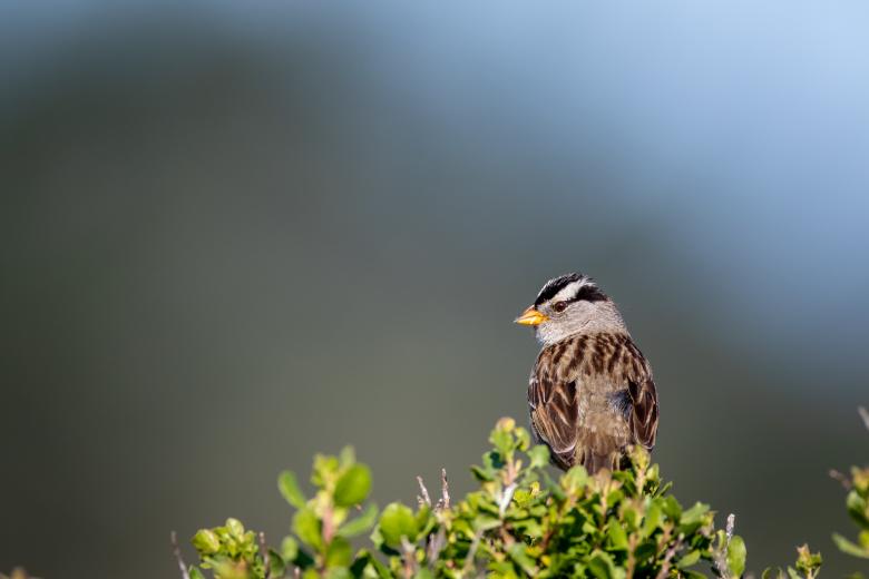 Free stock image of Sparrow bird created by Matt Bango