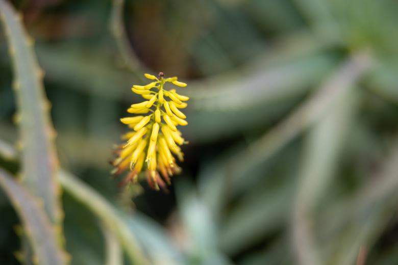 Free stock image of Yellow wildflower created by Matt Bango