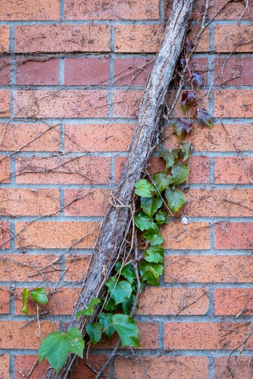 Free stock image of Vine on exterior wall created by Matt Bango