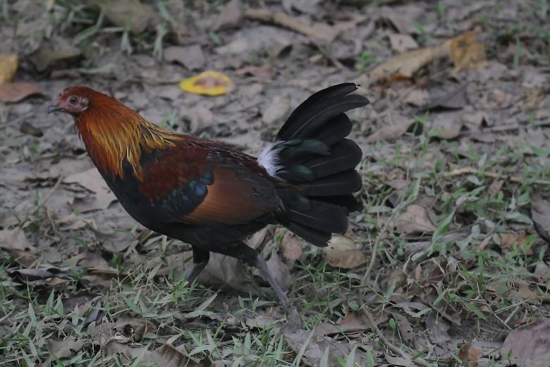Free stock image of Red jungle fowl created by sylvester alphonso