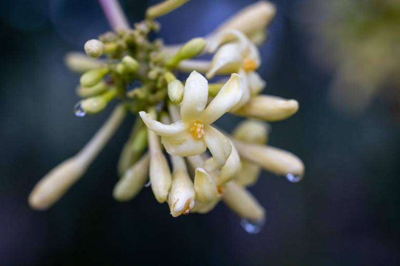 Free stock image of Wildflower created by Matt Bango