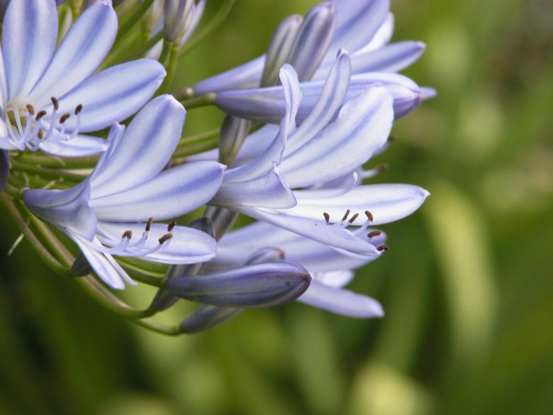 Free stock image of Purple Wildflower created by Secret Agency