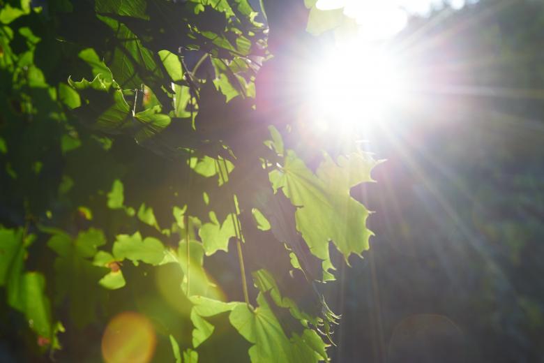 Free stock image of Sun Flare Forest created by Secret Agency