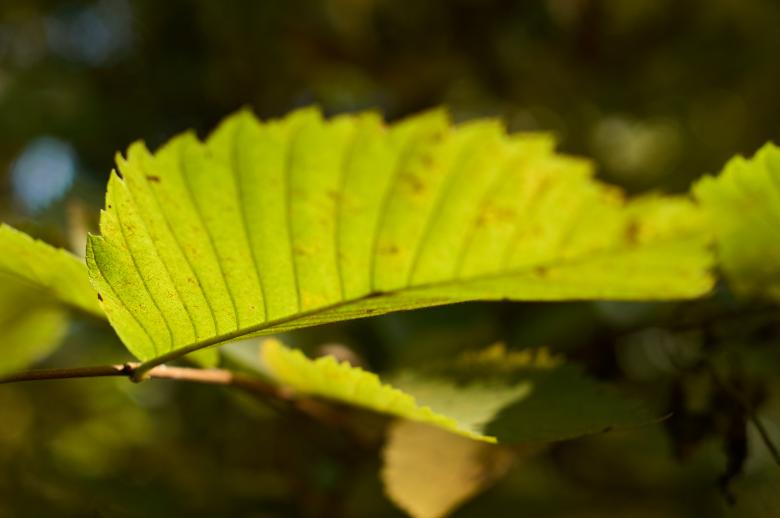 Free stock image of Light green leaf created by Secret Agency