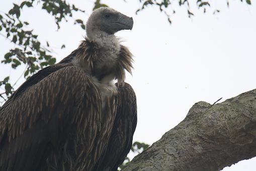 Free Stock Photo of Himalayan vulture