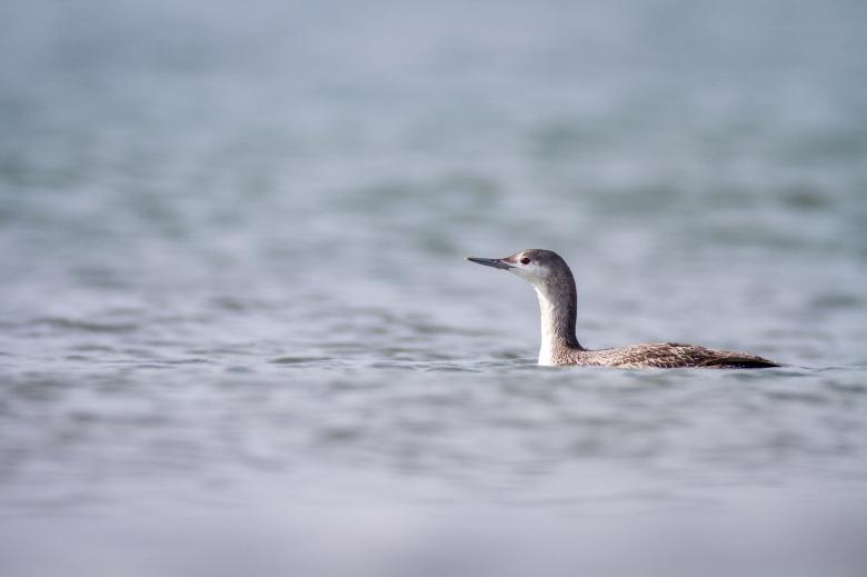 Free stock image of Water bird created by Matt Bango