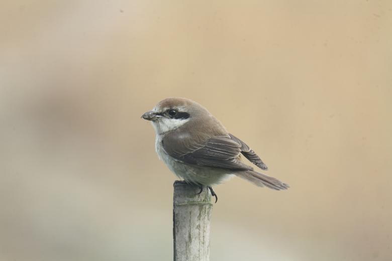 Free stock image of Brown Shrike created by sylvester alphonso