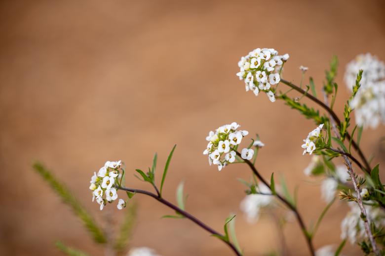 Free stock image of White wildflowers created by Matt Bango