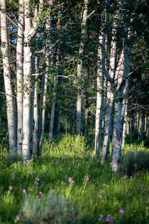 Free stock image of Summer forest created by Matt Bango