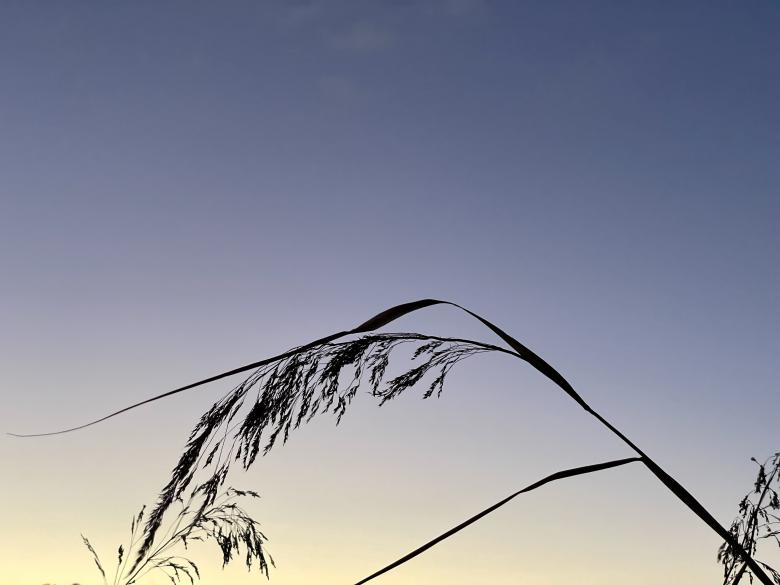 Free stock image of Tall grass created by Matt Bango