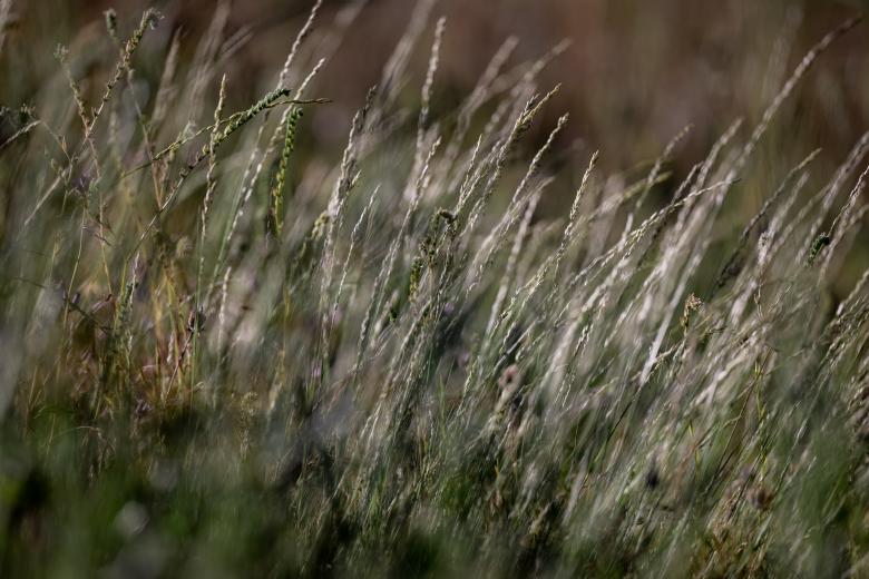 Free stock image of Tall grass background created by Matt Bango