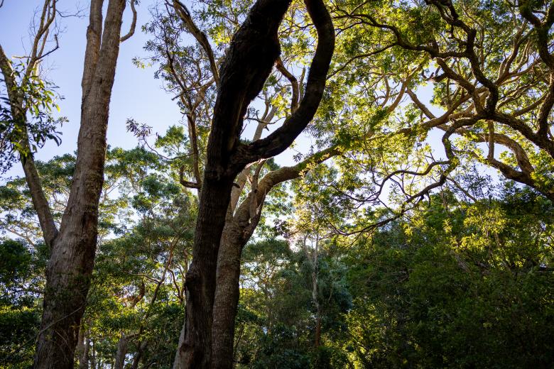 Free stock image of Forest trees background created by Matt Bango