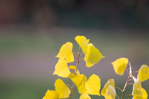 Free Stock Photo of Yellow plant leaves