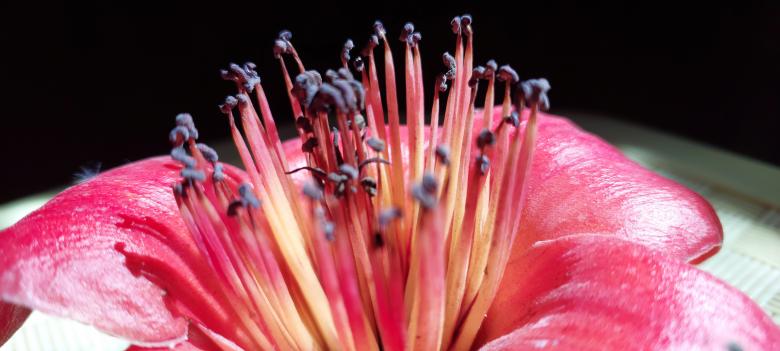 Free stock image of Red Macro Flower created by Muhammad Asim