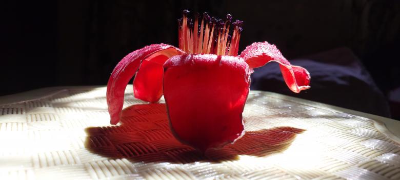 Free stock image of Exotic red flower created by Muhammad Asim