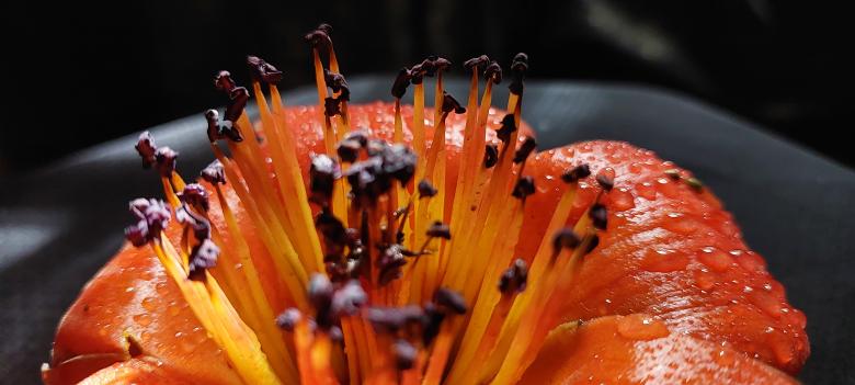 Free stock image of Orange Macro Flower created by Muhammad Asim