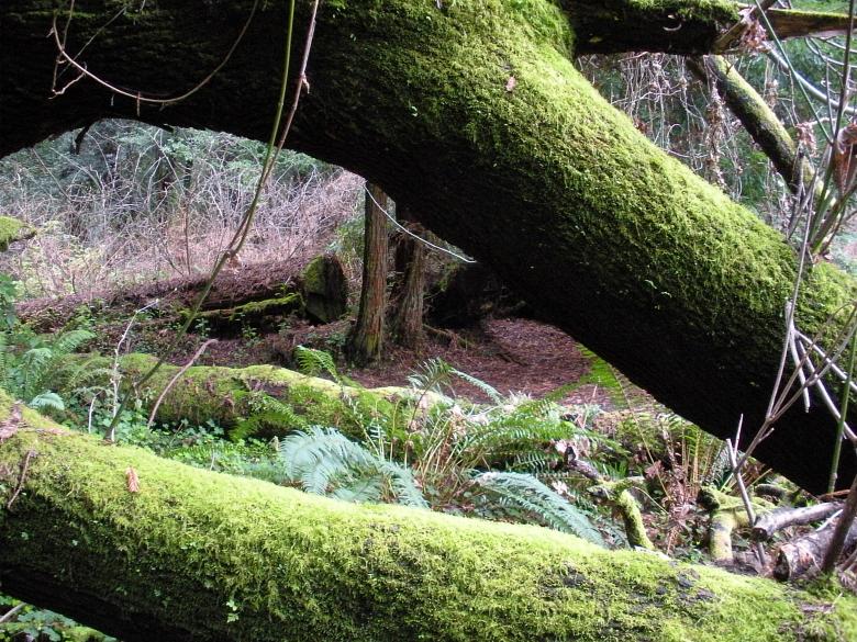 Free stock image of Mossy Forest Trees created by Secret Agency