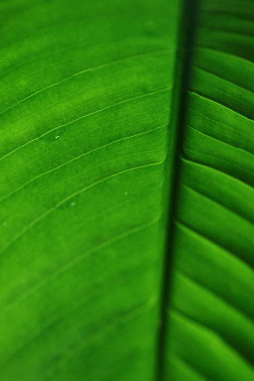 Free stock image of Green leaf macro created by Secret Agency